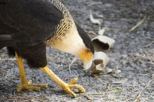 A crested caracara looks at the ground with torn enrichment nearby