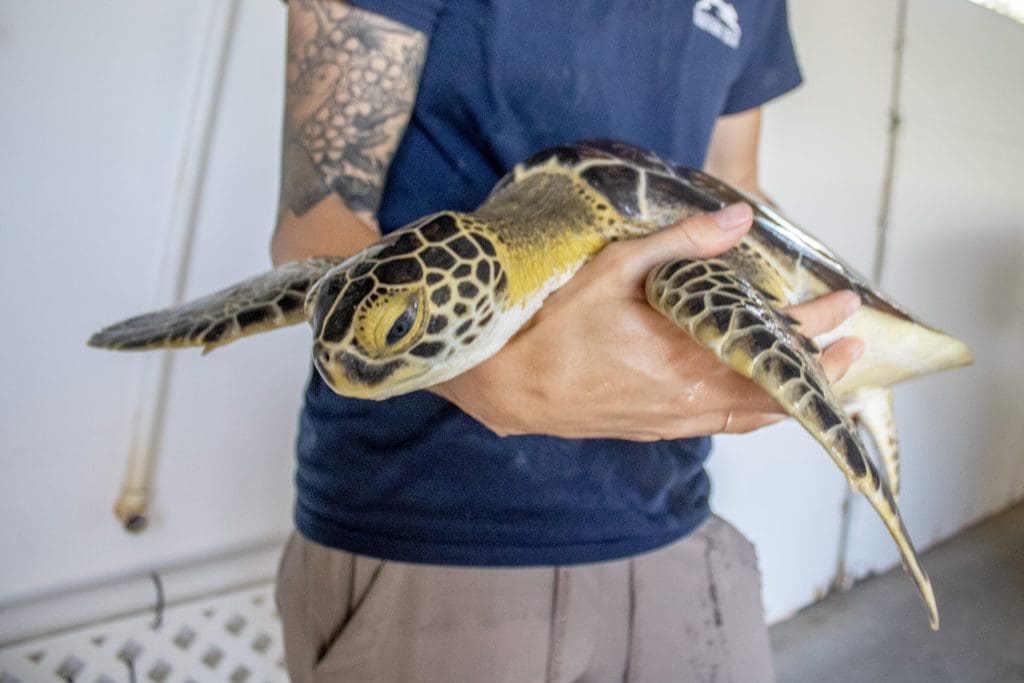 A green sea turtle is held by a Sea Turtle Healing Center staff member