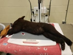 A bear cub receives an x-ray