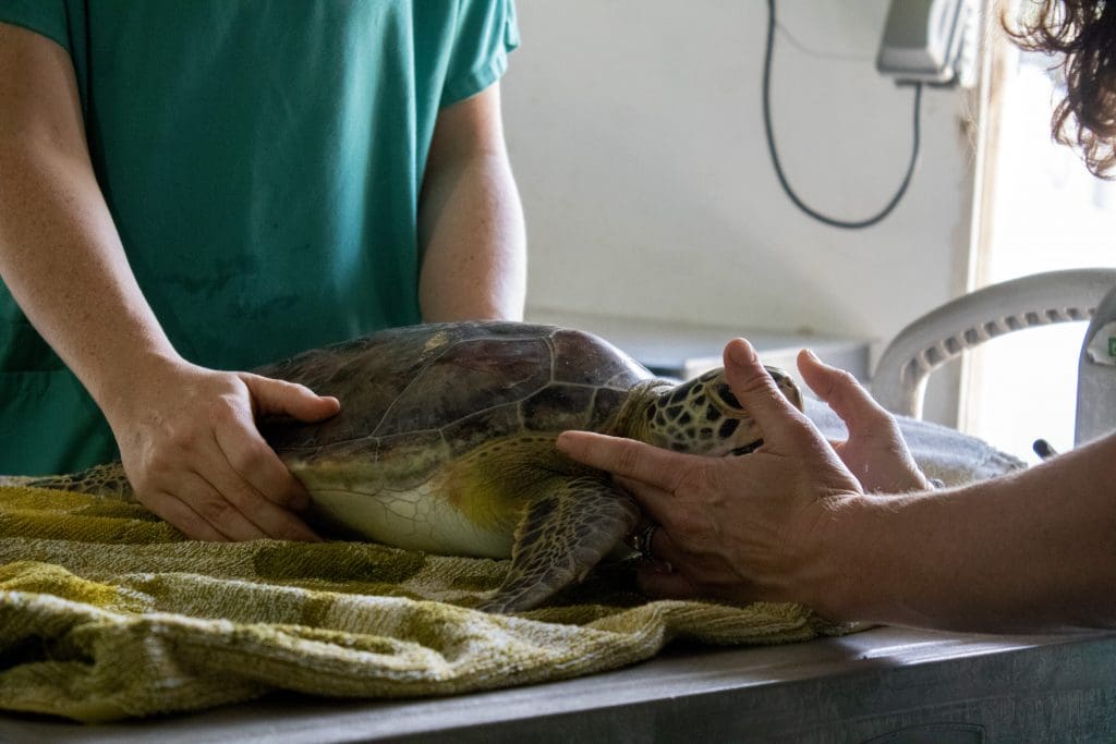 Green sea turtle spicy Hawaiian gets chiropractic care.