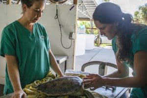 Two veterinarians examine a green sea turtle.