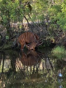 An eastern bongo calf nurses from his mom in a canal.