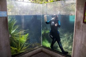 A diver cleans the Indian River Lagoon aquarium