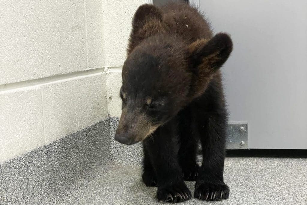 A Florida black bear cub.