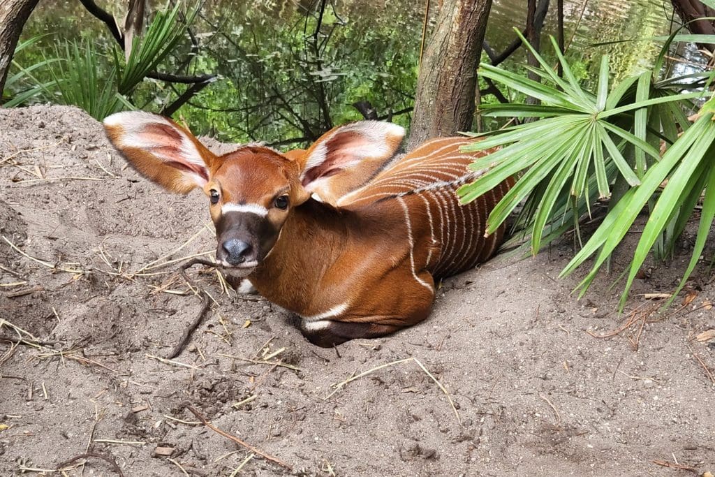 An eastern bongo calf lays on the ground.