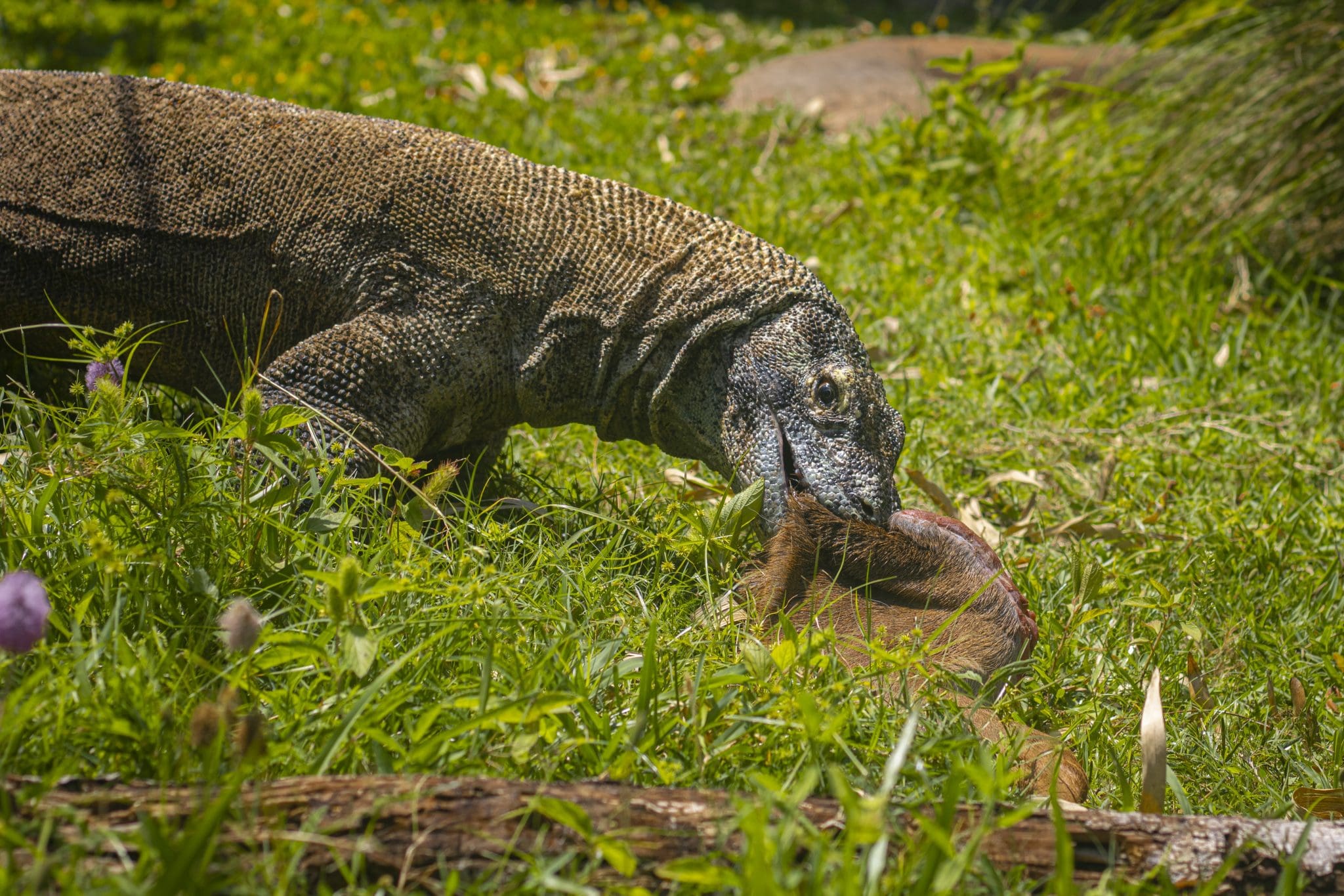 Saying Goodbye to Sheldon the Komodo Dragon - Brevard Zoo