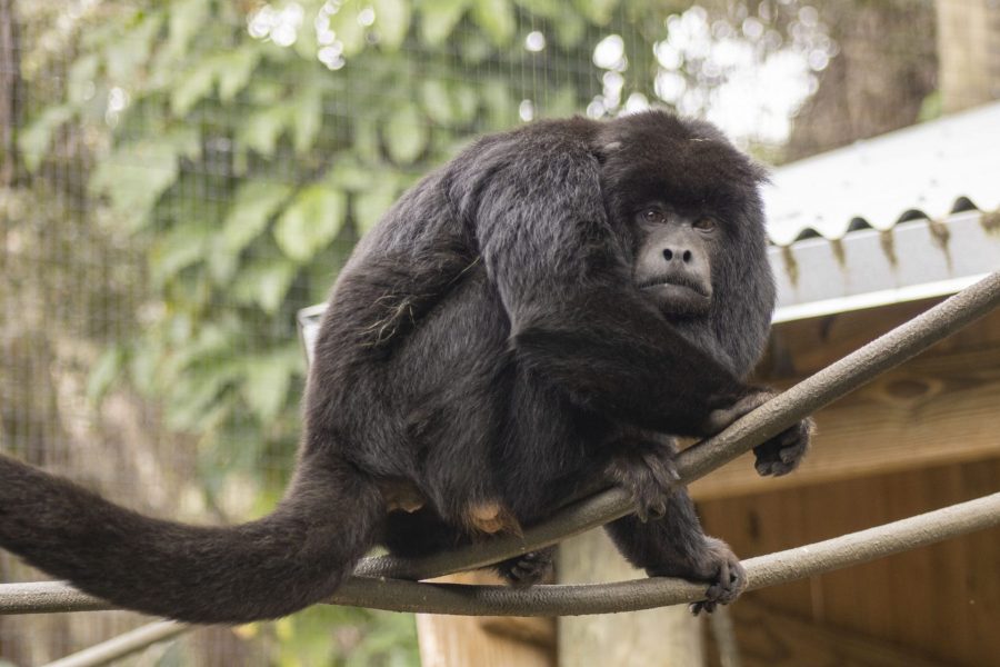 A black howler monkey sits on vines.