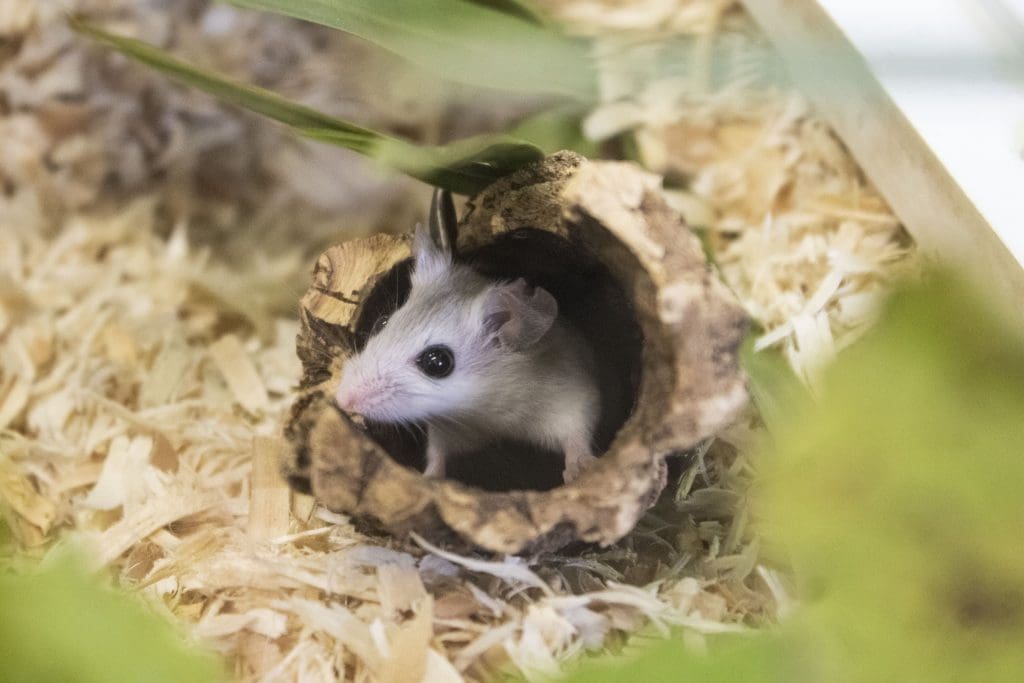 A Perdido Key Beach Mouse in a hollow log.