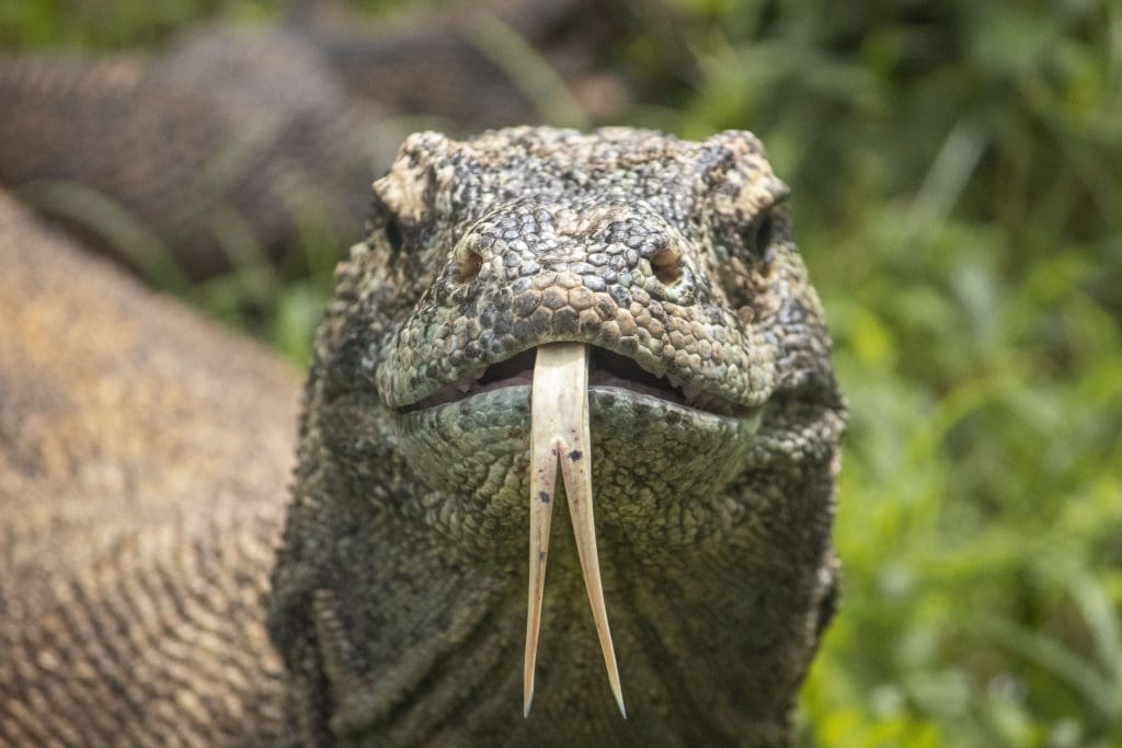 Sheldon the Komodo dragon sticking out his tongue to smell the air.