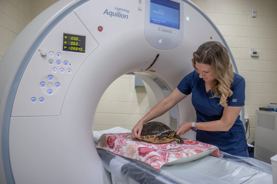 A veterinary nurse places a freshwater turtle on the bed of a CT.