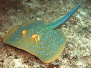 A bluespotted fantail ray