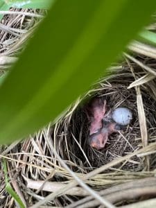 Florida grasshopper sparrow chicks in a nest