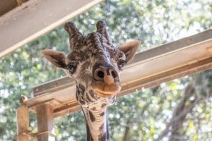 A photo of Rafiki the giraffe