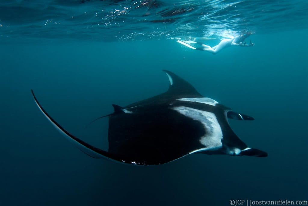 A giant manta ray
