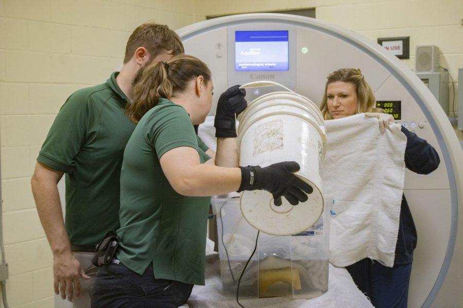 Two zookeepers and a veterinary technician assist in giving a stingray a CT scan.