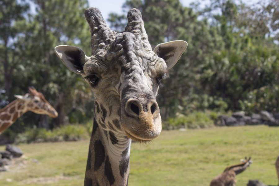 A posed photo of our giraffe Rafiki.
