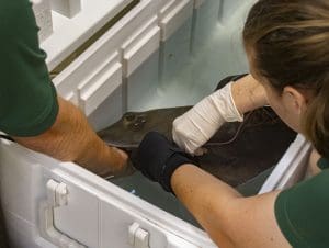 Herps & Aquatics keepers handling a stingray before a CT scan.