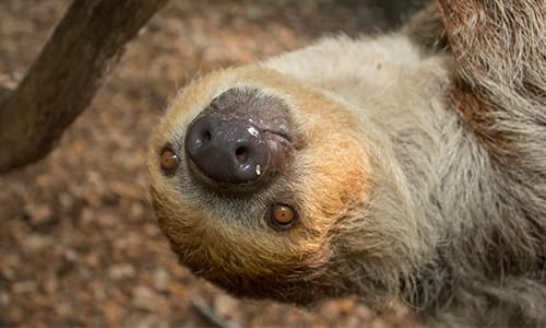 Closeup of a sloth.