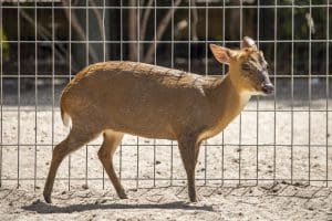 Harriet the Reeve's muntjac