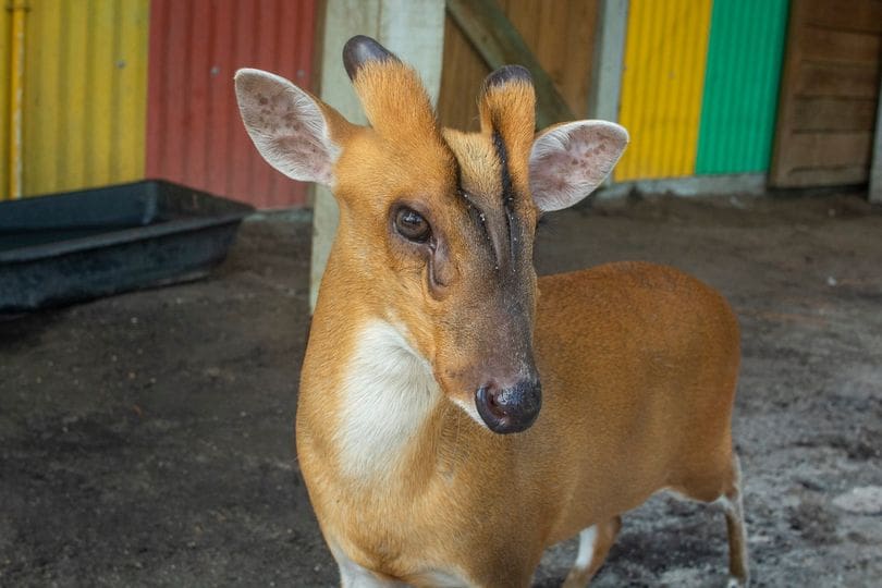 Kirby the Reeve's muntjac