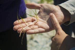 An example of the seagrass species we will be planting.