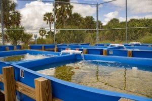 Our nursery has a system of four tanks that pull water from the nearby lagoon.