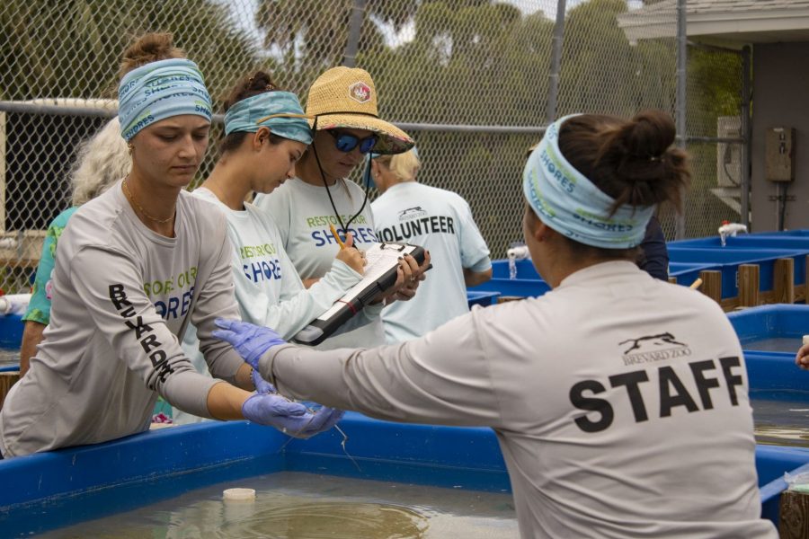 Restore Our Shores team members get to work planting seagrass.