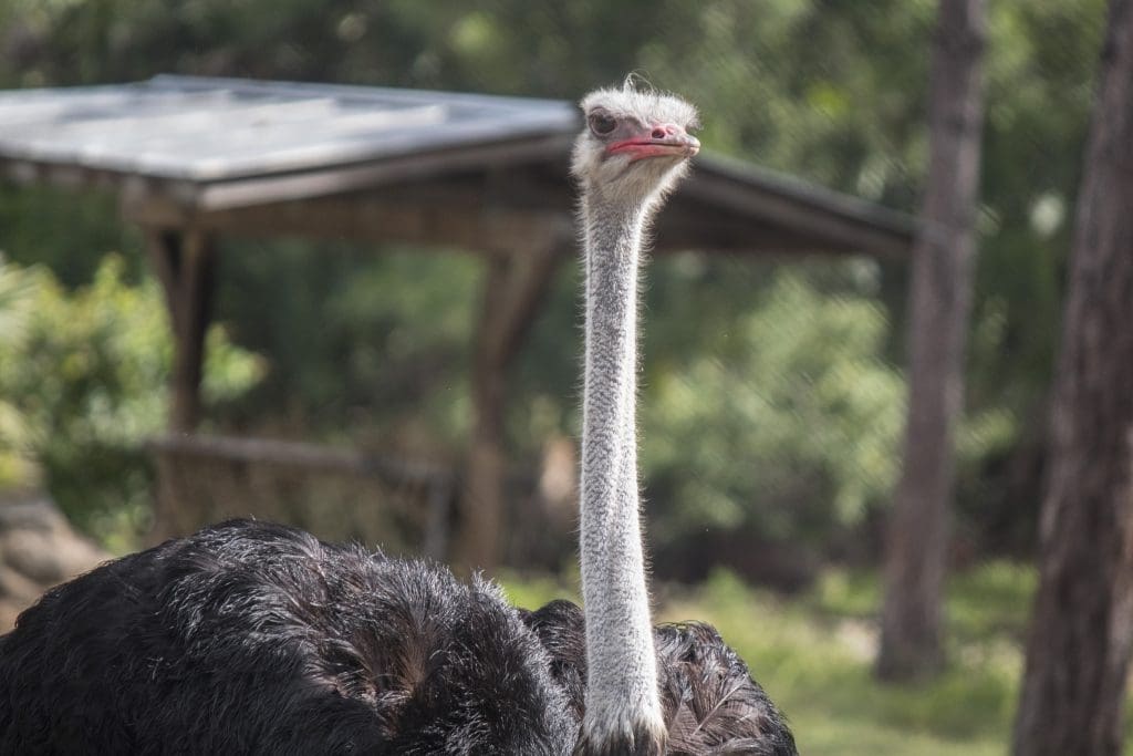 Ostrich looking off into the distance.