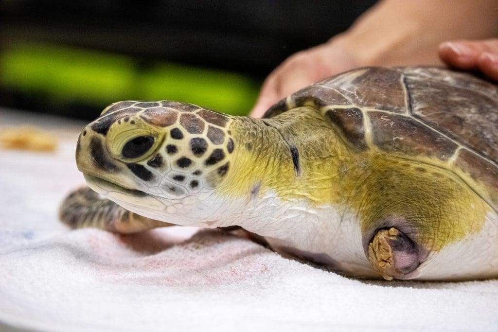 A green sea turtle patient
