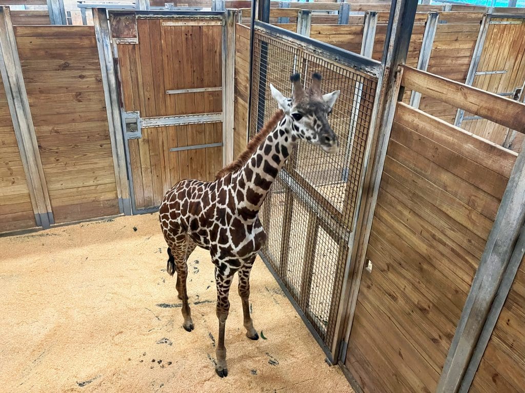 A Masai giraffe stands in a stall.