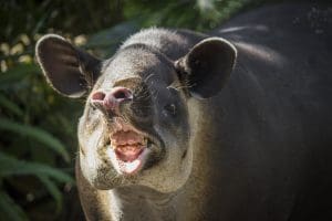 A Baird's tapir
