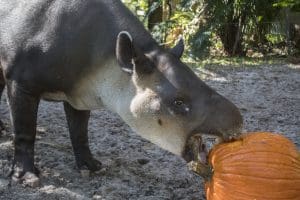 A Baird's tapir eating a pumpkin