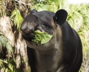A Baird's tapir eating lettuce