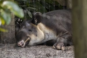 A Baird's tapir sleeping