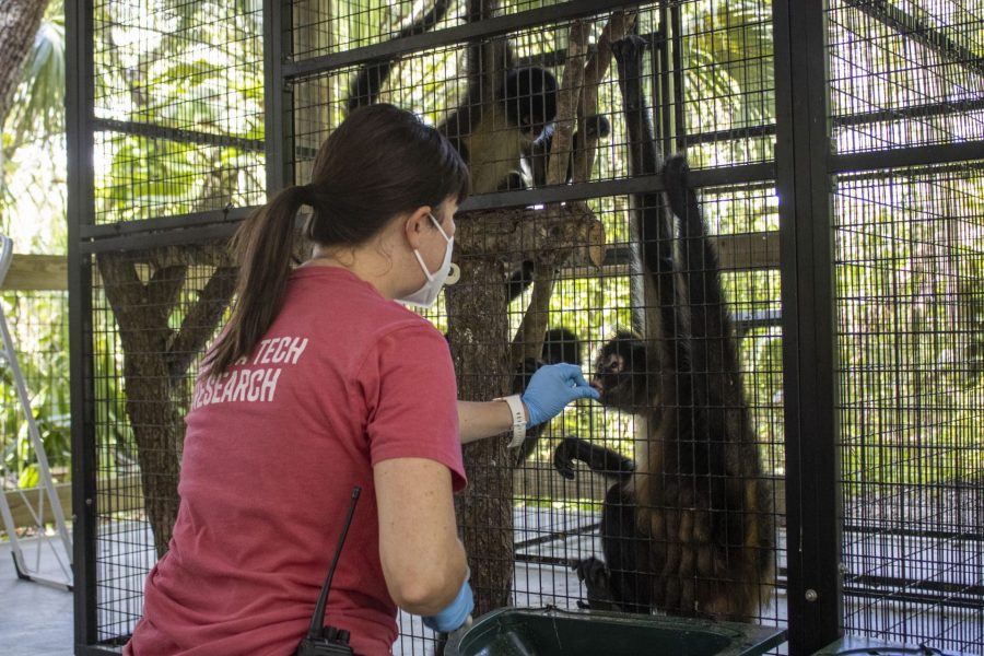 Woman in Florida Tech t-shirt using a yellow target to conduct research with a black-handed spider monkey. 