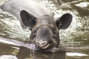 A Baird's tapir swimming