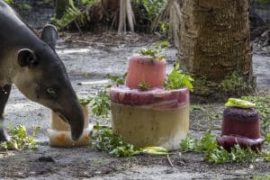 A Baird's tapir with a birthday cake
