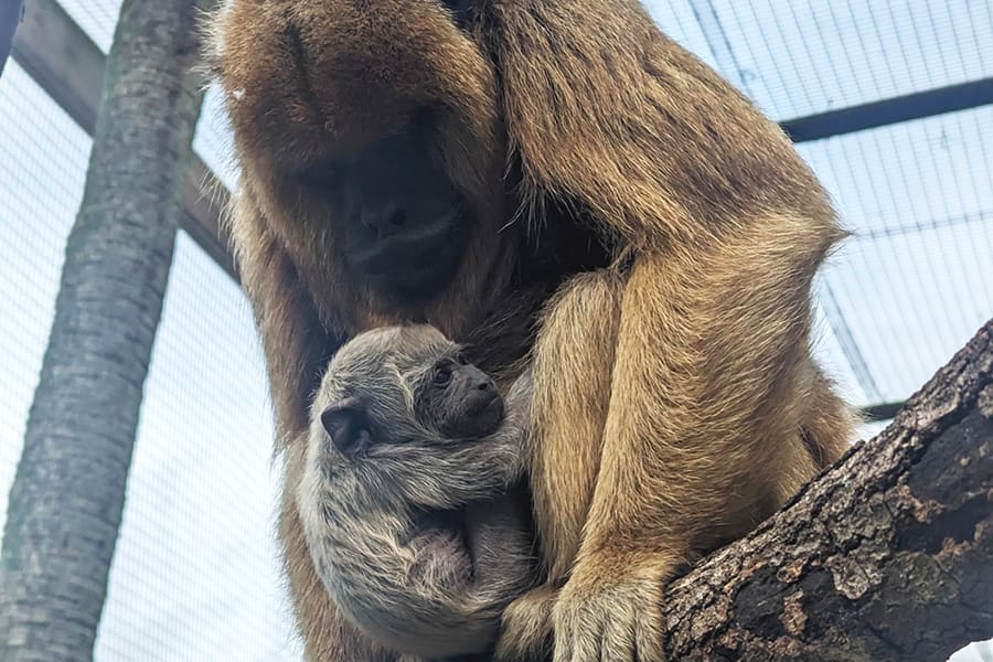 A howler monkey holds her baby