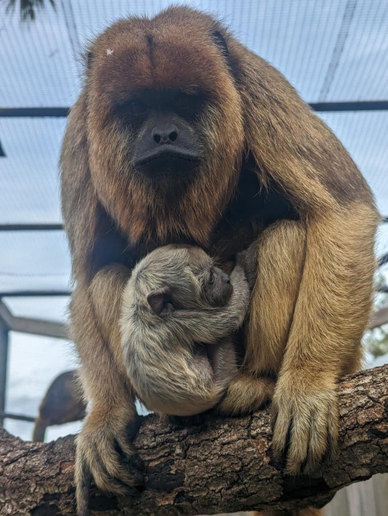 Welcoming A Black Howler Monkey Baby - Brevard Zoo