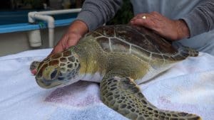 A green sea turtle being held