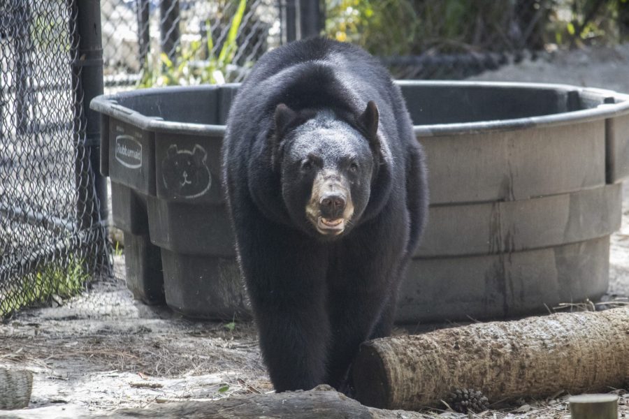 A Florida black bear walking away from a tub