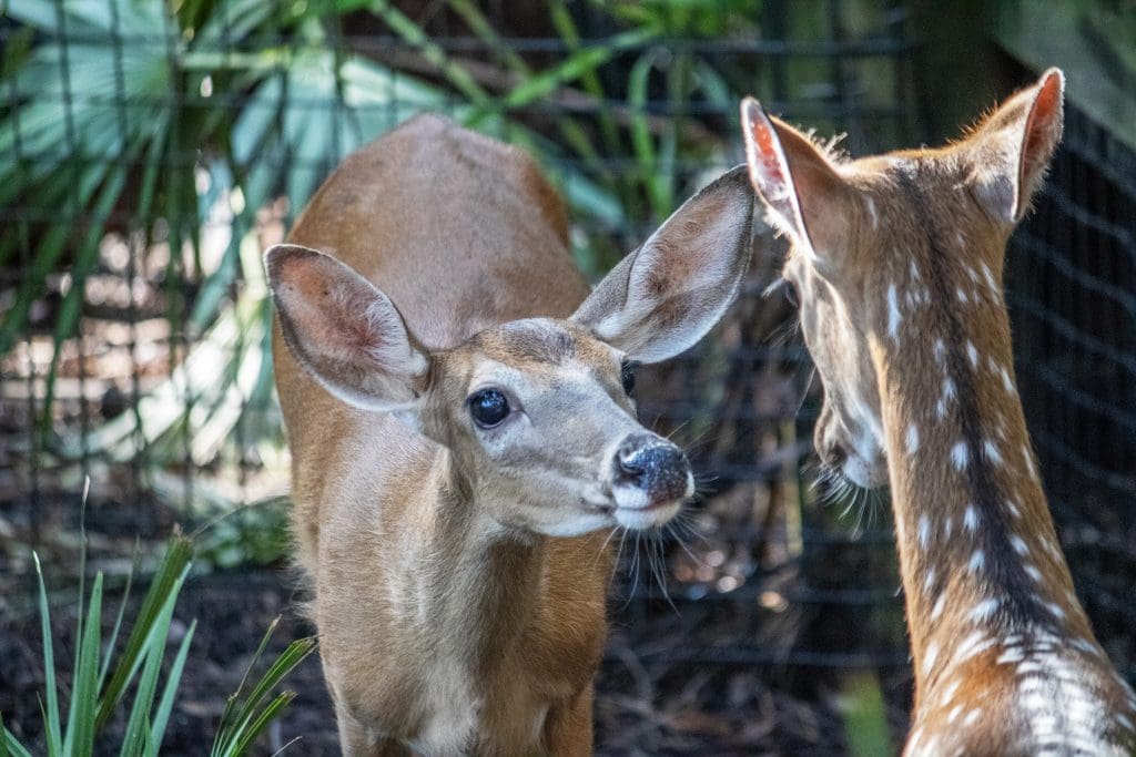 A white-tailed deer and fallow deer sniffing one another.