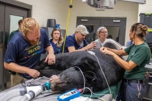 A group of people stand around a sedated Florida black bear undergoing an exam.