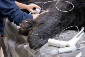 Paws of a Florida black bear