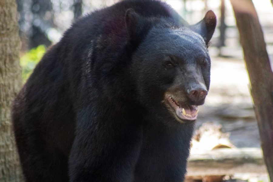 A Florida black bear