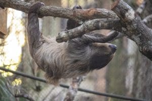 A sloth climbing a perch