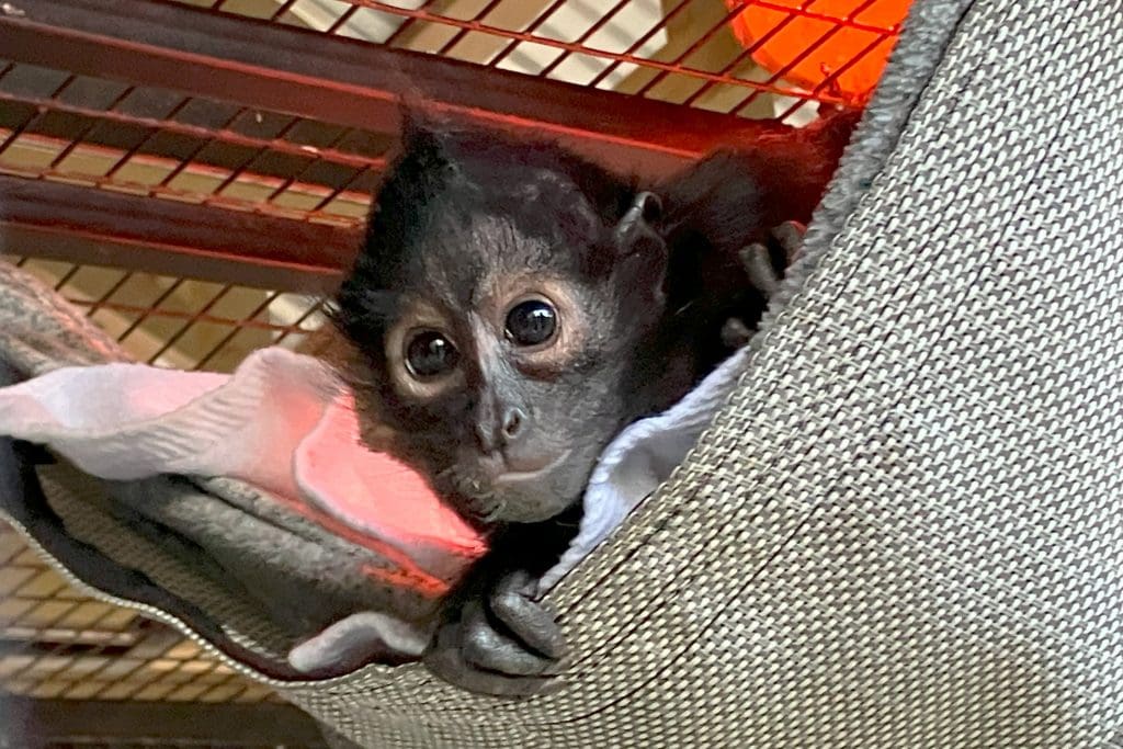A black-handed spider monkey baby in a hammock.