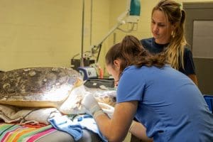 A loggerhead sea turtle undergoes surgery with a veterinarian.
