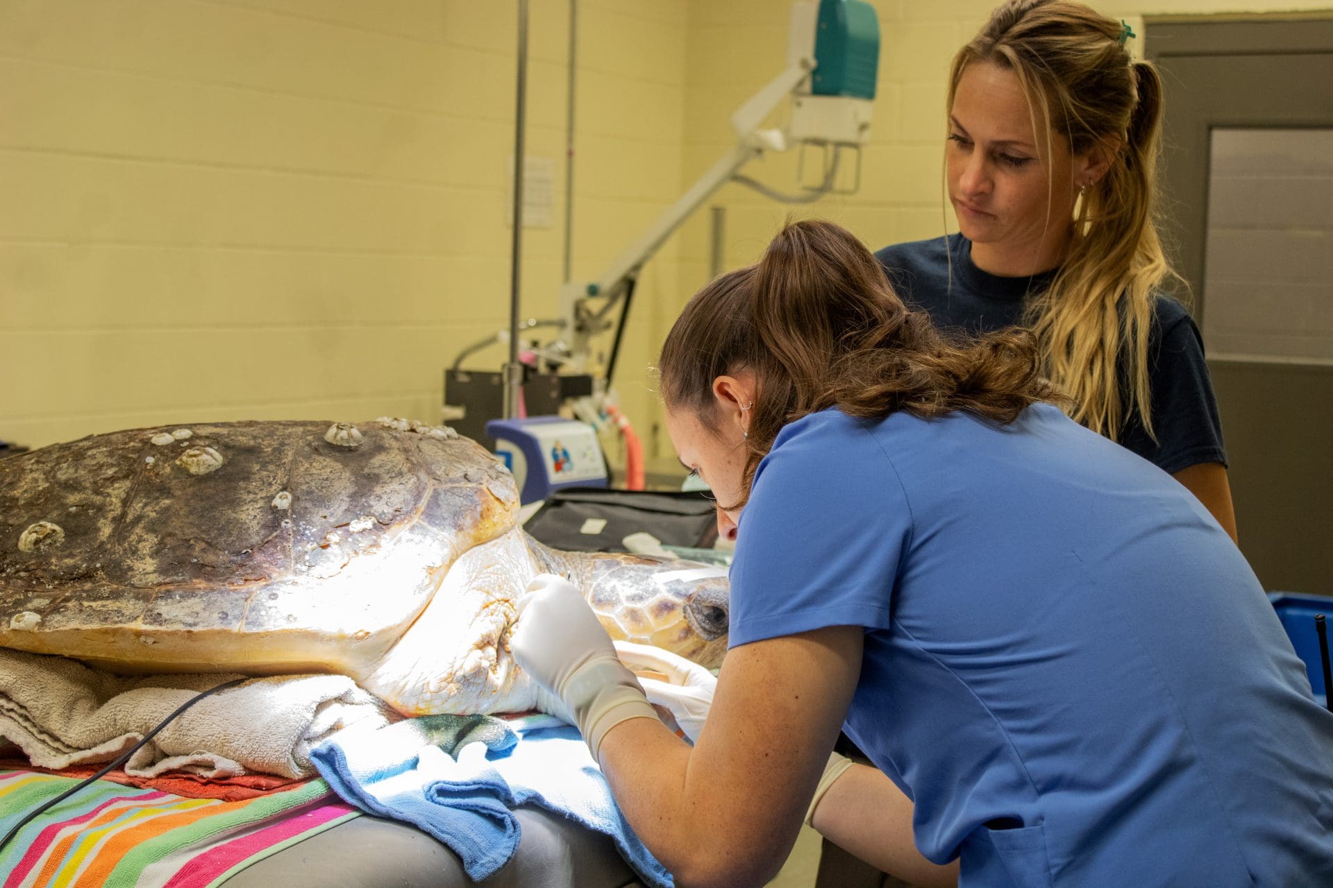 Helping Loggerhead Sea Turtle Mischief - Brevard Zoo