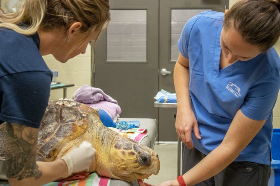 A loggerhead sea turtle is attended to by a veterinarian and a veterinary technician.